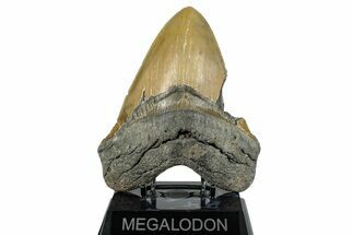Huge, Fossil Megalodon Tooth - North Carolina #275550