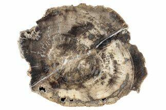 Polished Petrified Wood Round - Arizona #282954
