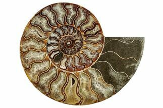 Cut & Polished Ammonite Fossil (Half) - Madagascar #282964
