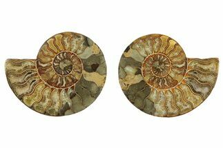 Cut & Polished, Crystal-Filled Ammonite Fossil - Madagascar #282970