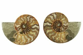 Cut & Polished, Crystal-Filled Ammonite Fossil - Madagascar #282973