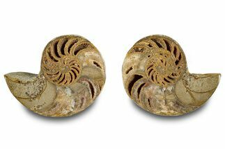 Jurassic Cut & Polished Nautilus (Cymatoceras) Fossil -Madagascar #283126