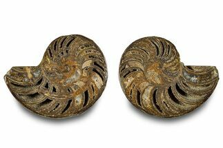 Jurassic Cut & Polished Nautilus (Cymatoceras) Fossil -Madagascar #283127