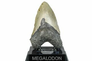 Fossil Megalodon Tooth - North Carolina #275548
