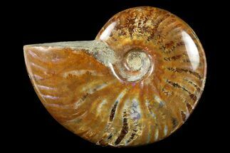 to / Flashy, Red Iridescent Ammonite Fossil #283248