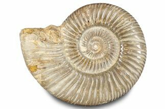 Polished Jurassic Ammonite (Perisphinctes) - Madagascar #283194