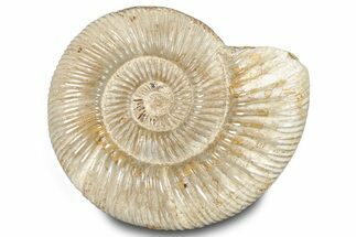 Polished Jurassic Ammonite (Perisphinctes) - Madagascar #283195