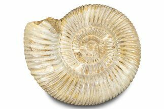 Polished Jurassic Ammonite (Kranosphinctes) - Madagascar #283214