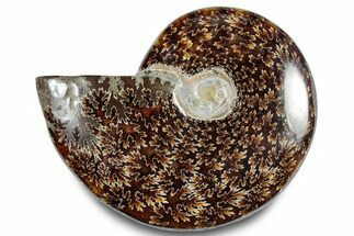Polished Ammonite (Cleoniceras) Fossil - Madagascar #283354