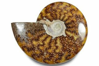 Polished Ammonite (Cleoniceras) Fossil - Madagascar #283357