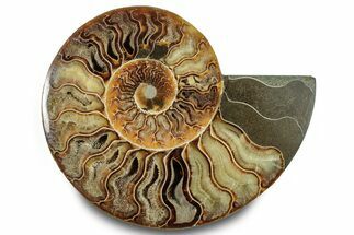 Cut & Polished Ammonite Fossil (Half) - Madagascar #283407