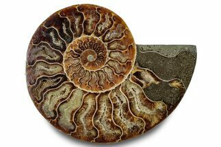 Cut & Polished Ammonite Fossil (Half) - Madagascar #283409