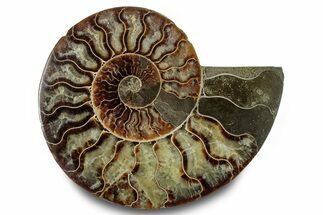 Cut & Polished Ammonite Fossil (Half) - Madagascar #283415