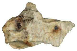 Aubrite Meteorite Fragment - Djoua #283649
