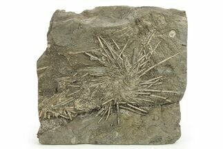 Pennsylvanian Fossil Urchin and Crinoid Plate - Morocco #283706