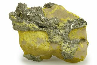 Golden Pyrite on Limonite Clay - Pakistan #283729