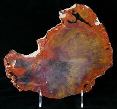 Red/Purple/Yellow Arizona Petrified Wood Slab - #15992