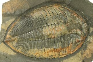 Huge Dalmanitid (Eudolalites) Trilobite #284027