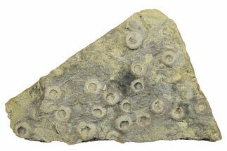 Cretaceous Fossil Urchin (Trochotiara) Plate - Morocco #284010