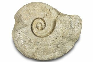 Jurassic Ammonite (Harpoceras) Fossil - England #284040