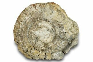 Jurassic Ammonite (Hildoceras) Fossil - England #284041