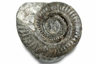 Jurassic Ammonite (Hildoceras) Fossil - England #284044