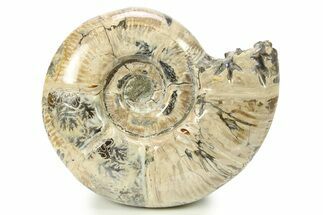 Polished Ammonite (Puzosia) Fossil - Madagascar #283517