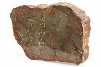 Polished Petrified Wood (Araucarioxylon) - Arizona #284332