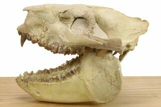 Fossil Oreodont (Merycoidodon) Skull Display - South Dakota #284367