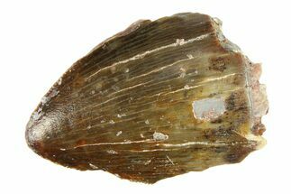 Serrated, Fossil Phytosaur (Redondasaurus) Tooth - New Mexico #284262