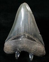 Gorgeous Megalodon Tooth - Georgia #16020