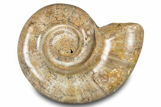 Jurassic Ammonite (Hemilytoceras) Fossil - Madagascar #283366