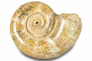 Jurassic Ammonite (Hemilytoceras) Fossil - Madagascar #283457
