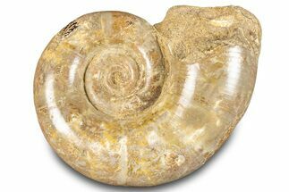 Jurassic Ammonite (Hemilytoceras) Fossil - Madagascar #283462