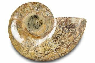 Jurassic Ammonite (Hemilytoceras?) Fossil - Madagascar #283464