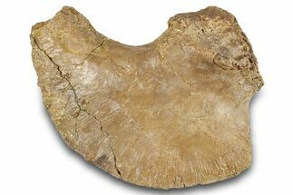 Fossil Mosasaur (Clidastes) Scapula Bone - Texas #284480
