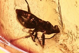 Detailed Fossil True Bug (Heteroptera) In Baltic Amber #284567