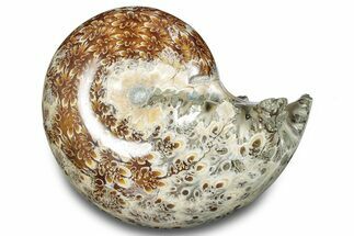 Polished Ammonite (Phylloceras) Fossil - Madagascar #283515