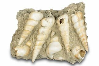 Fossil Gastropod (Haustator) Cluster - Damery, France #284438