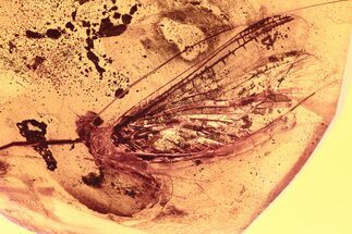 Detailed Fossil Mayfly (Ephemeroptera) In Baltic Amber #284581