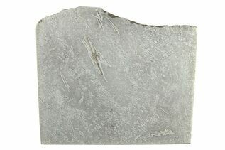 Balambala Iron Meteorite For Sale