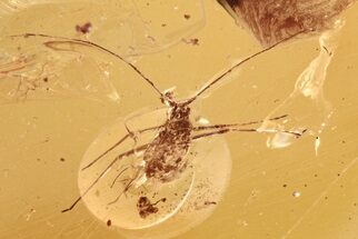 Detailed Fossil Aphid Nymph (Aphidoidea) in Baltic Amber #284630