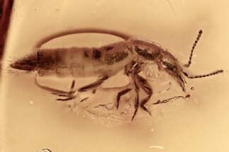 Detailed Fossil Rove Beetle (Staphylinidae) in Baltic Amber #284673