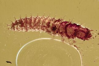 Detailed Fossil Checkered Beetle (Cleridae) Larva in Baltic Amber #284718
