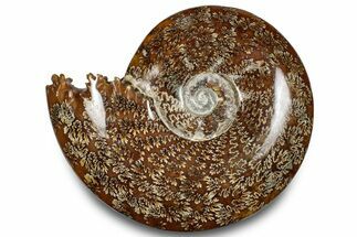 Polished Ammonite (Cleoniceras) Fossil - Madagascar #283289