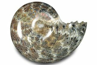 Polished Ammonite (Phylloceras) Fossil - Madagascar #283508
