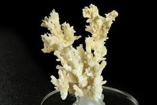 Intricate, Fluorescent Aragonite Formation - Nevada #284869