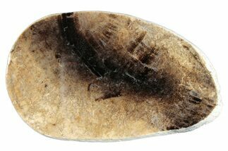 Jurassic Purbeck Fossil Wood Slab - Dorset, England #284990