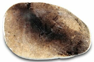 Jurassic Purbeck Fossil Wood Slab - Dorset, England #284992