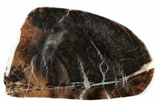 Jurassic Purbeck Fossil Wood Slab - Dorset, England #284993
